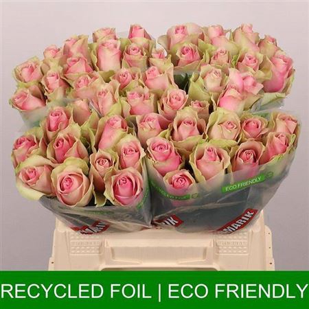<h4>R Gr Belle Rose</h4>