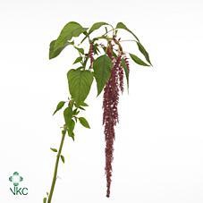 <h4>Amar Rosary</h4>