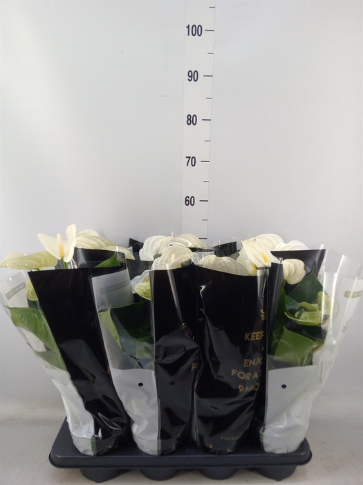 <h4>Anthurium andr. 'Alpine'</h4>