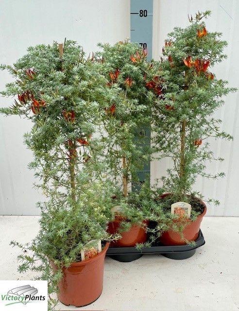 <h4>LOTU CORNICULATUS</h4>