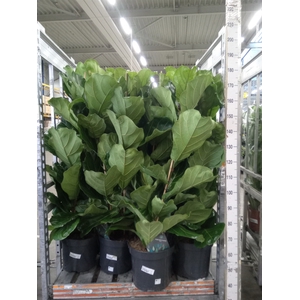 Ficus lyrata