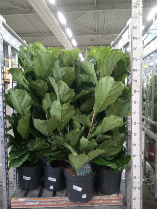 <h4>Ficus lyrata</h4>