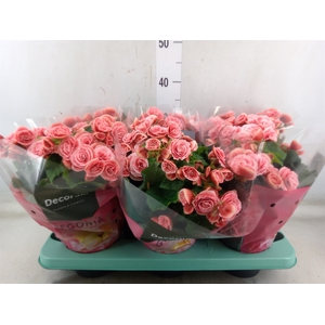Begonia elat. DU 'Borias'