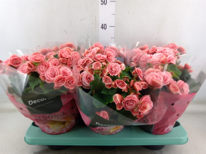 <h4>Begonia elat. DU 'Borias'</h4>