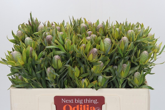 <h4>Leucadendron Pisa Spray</h4>