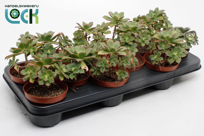 <h4>Aeonium Tricolor ('Kiwi')</h4>