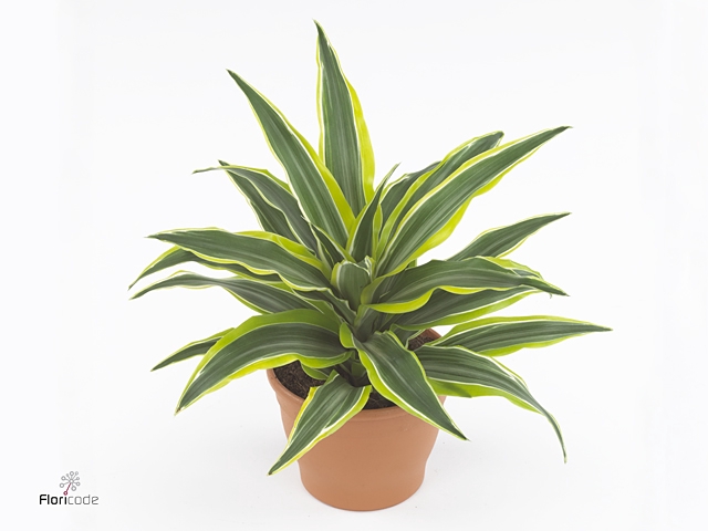 Dracaena frag. 'Surprise'