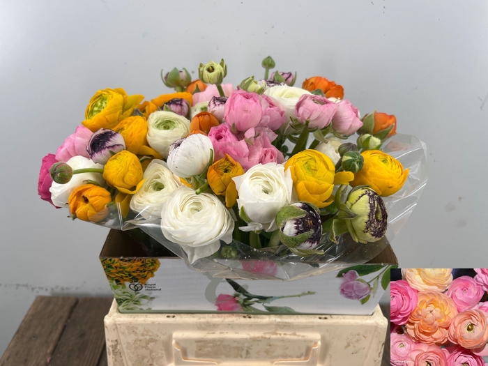 <h4>RAN GEM IN BOS</h4>