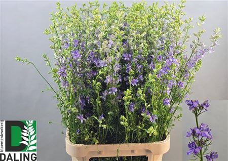 <h4>Cons R Q Viole Lilac</h4>