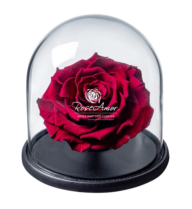 <h4>Dome Bonita Red01 Bulk</h4>