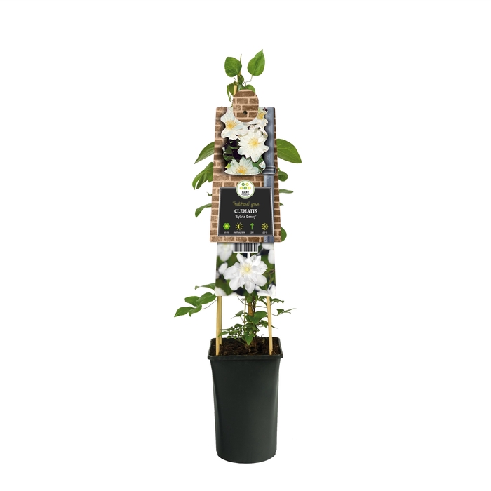 Clematis 'Sylvia Denny' 3.0 label