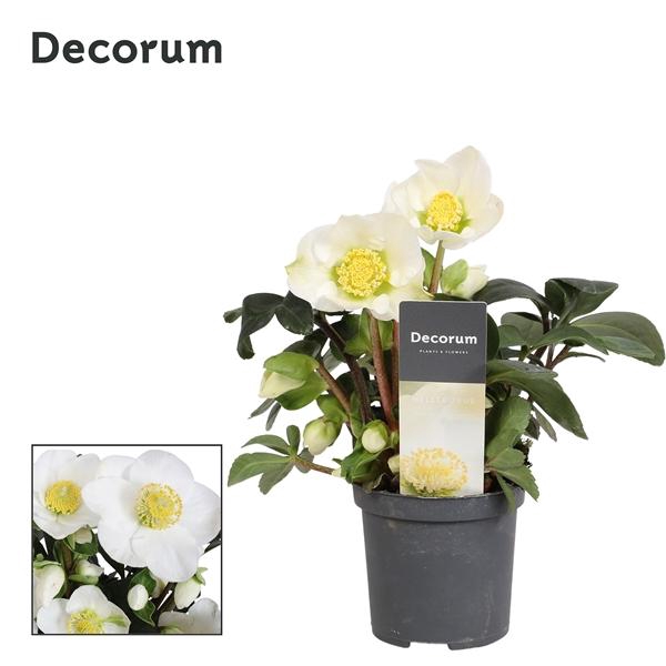 <h4>Helleborus niger 'Christmas Carol'</h4>