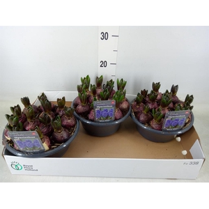 Hyacinthus orie. 'Blue Star'