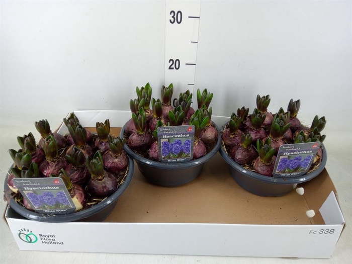 <h4>Hyacinthus orie. 'Blue Star'</h4>