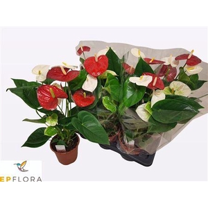 Anthu An Gem In Pot Rood/white 6+