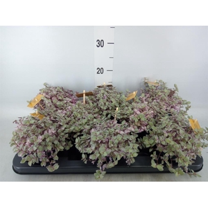 Callisia repens 'Rosato'