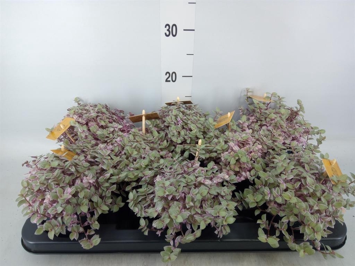 <h4>Callisia repens 'Rosato'</h4>