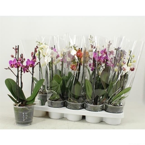 PHAL MF GEM 5 KL