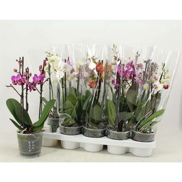 PHAL MF GEM 5 KL