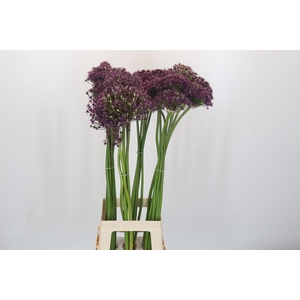 Allium Cherry