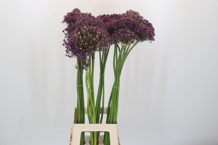 <h4>Allium Cherry</h4>