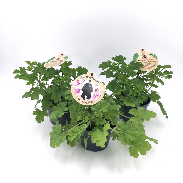 <h4>PELARGONIUM GRAVEOLENS P12 GEUR</h4>