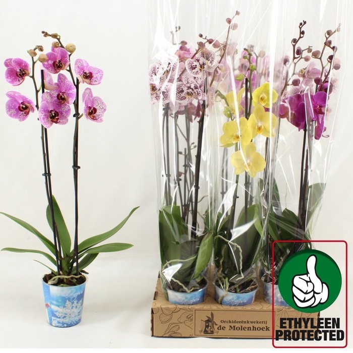 <h4>PHAL GEM 4 KL</h4>