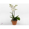 Kolibri Orchids Phalaenopsis FInland 3 spike