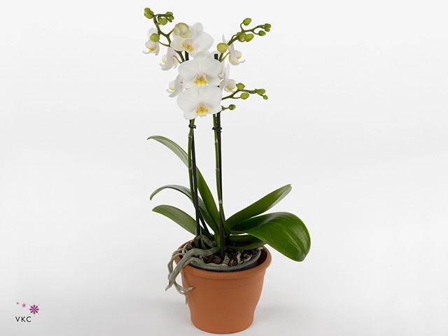 Kolibri Orchids Phalaenopsis FInland 3 spike