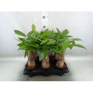 Pachira aquatica
