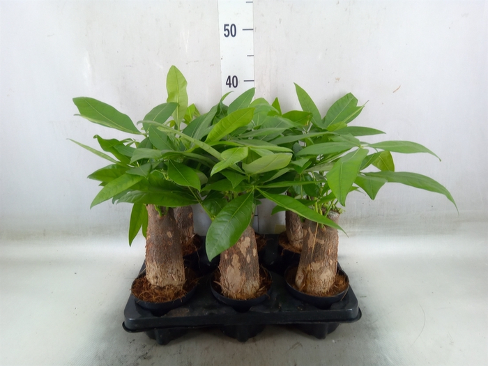 <h4>Pachira aquatica</h4>