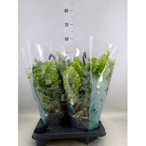 Phlebodium aureum 'Davana'