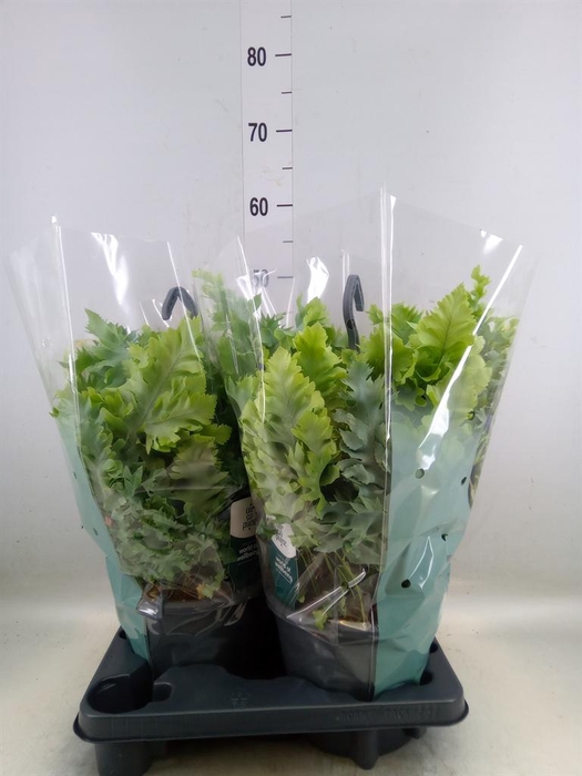 <h4>Phlebodium aureum 'Davana'</h4>