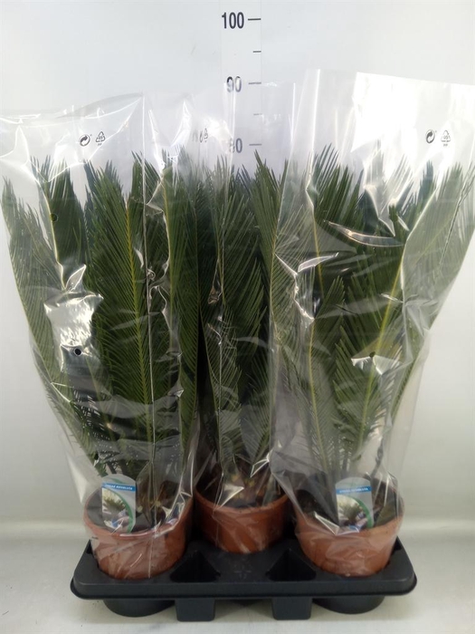 <h4>Cycas revoluta</h4>