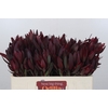 Leucadendron Saf Sunset Dark R.Spray