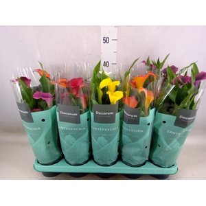 Zantedeschia   ...mix