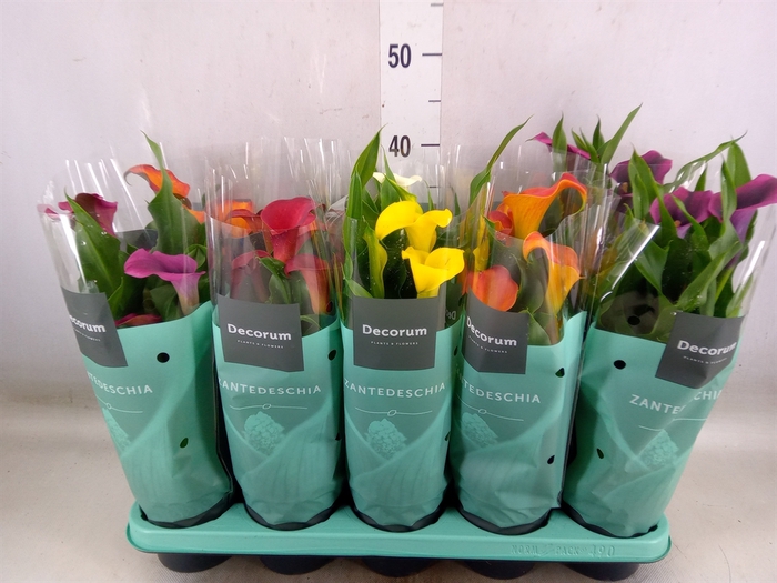 <h4>Zantedeschia   ...mix</h4>