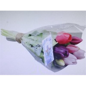 3111 Kunst Tulp Roze/paars