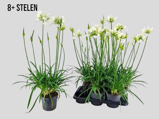 <h4>AGAPA PITCHOUN WHITE</h4>