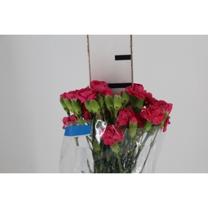 CRAVO SPRAY RUFINA 070 CM
