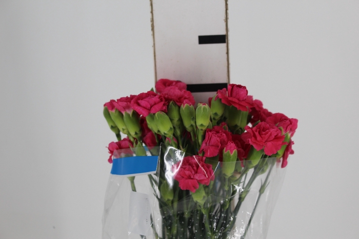 <h4>CRAVO SPRAY RUFINA 070 CM</h4>