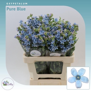 Oxypetalum Tanioka Pure Blue