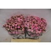 Kalanchoe taffy pink meadow