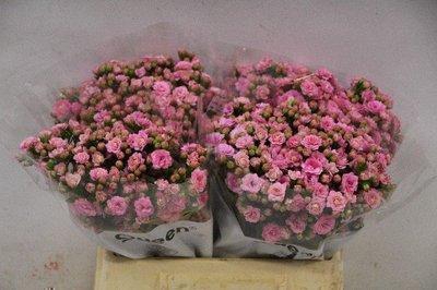 Kalanchoe taffy pink meadow