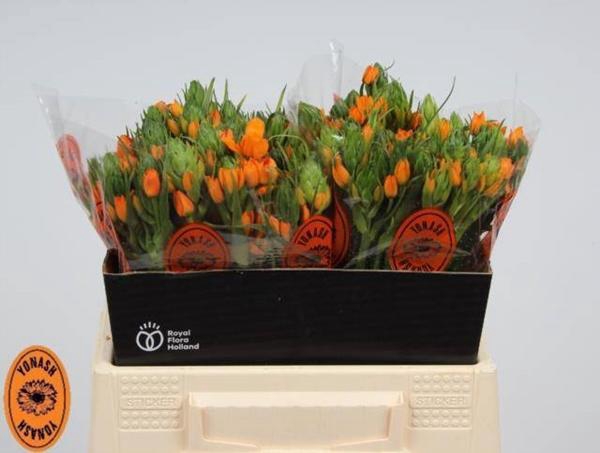 <h4>ORNIT DU SUNSHINE</h4>