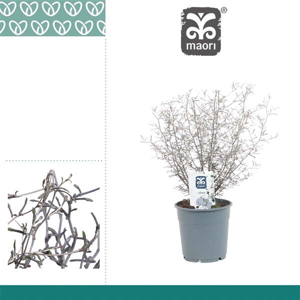 <h4>Corokia Maori Silver</h4>