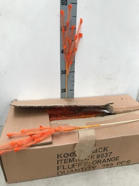 ORANJE VEREN OP STOK