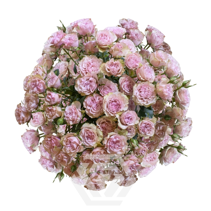 <h4>R TR BABY FLOW</h4>