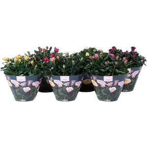 Rosa Patio-Hit gemengd