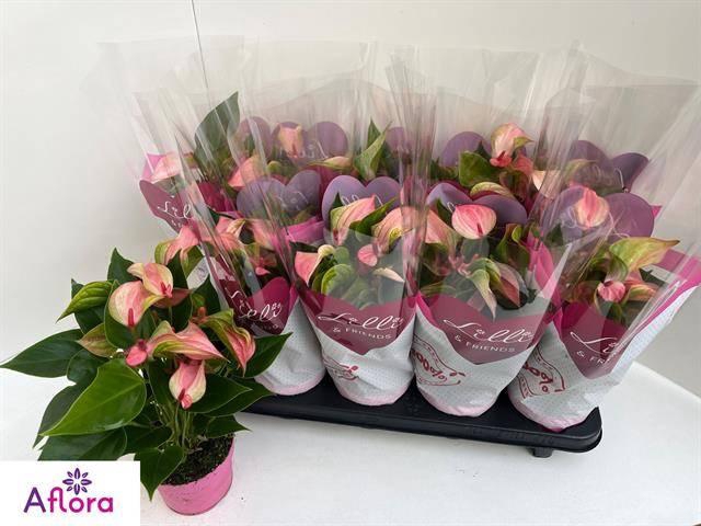 <h4>ANTHU MATATA</h4>